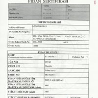 tuplu-ceviz-fidani-chandlersertifikasi